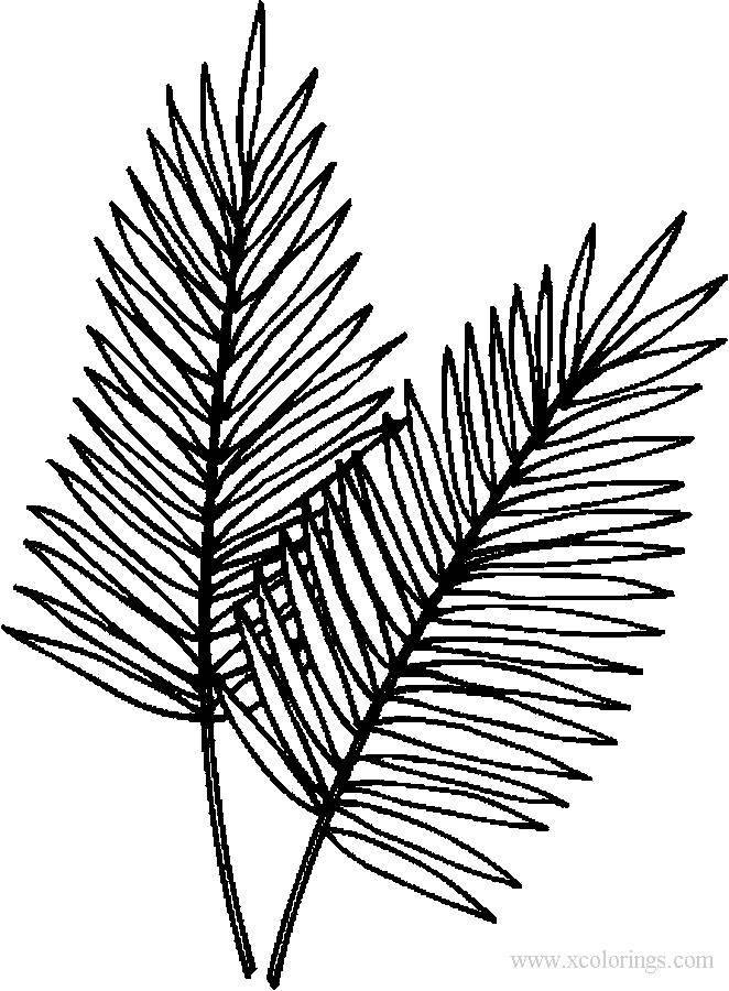 Free Palm Leaves Coloring Sheets printable