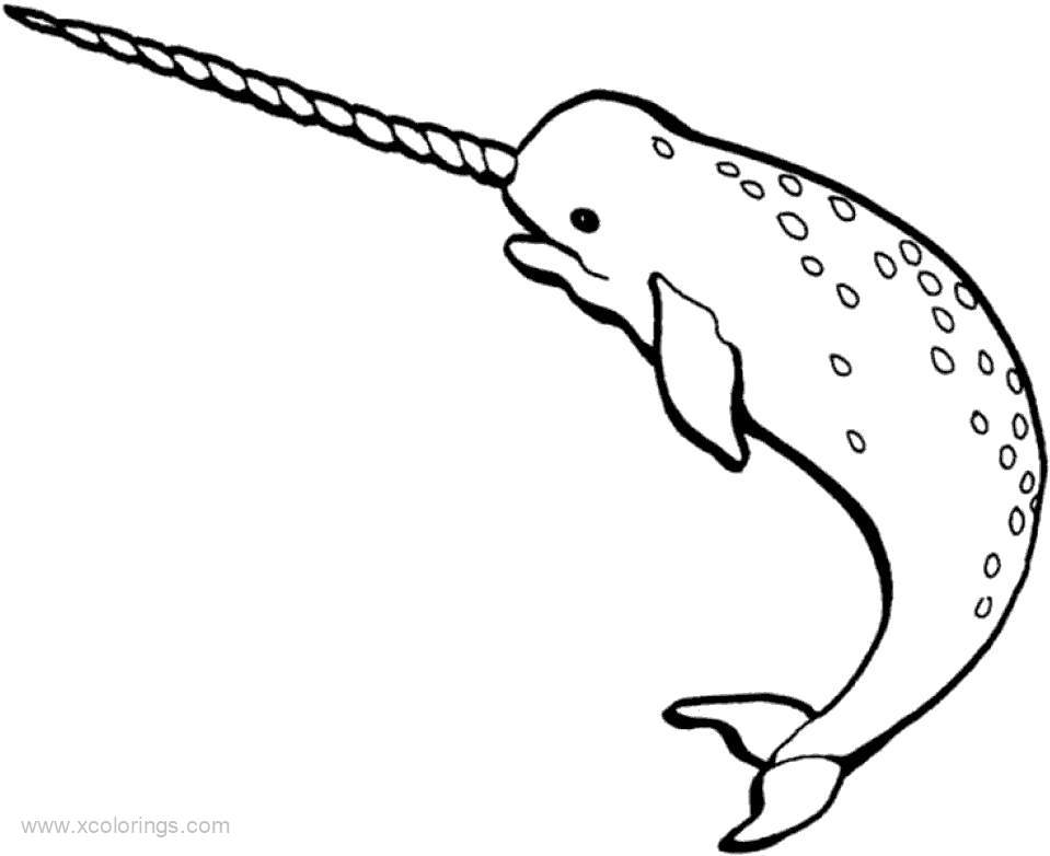 Free Narwhal Coloring Pages Printable printable