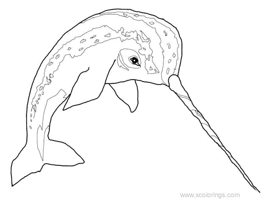 Free Narwhal Linear Coloring Pages printable
