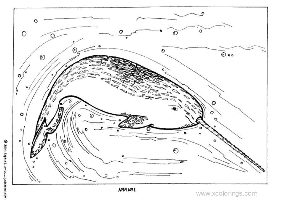 Free Realistic Narwhal Coloring Pages printable