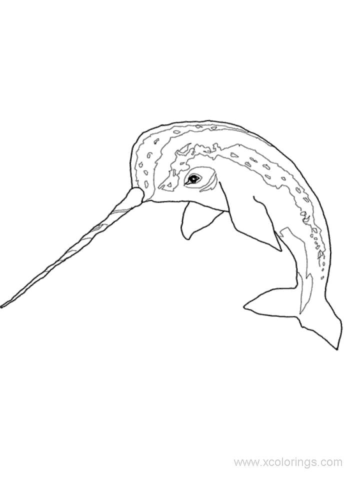 Free Sea Animal Narwhal Coloring Pages printable
