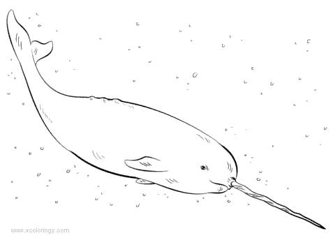 Free Simple Narwhal coloring page printable
