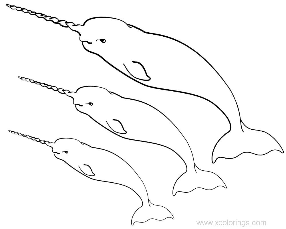 Free Three Narwhal Coloring Pages printable