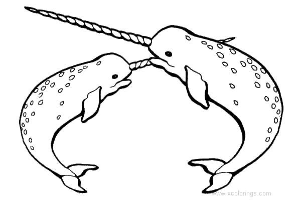 Free Two Narwhals Coloring Pages printable