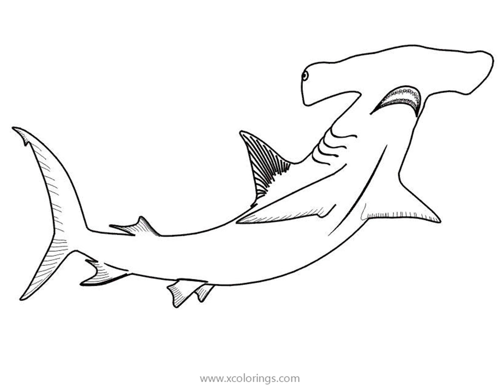 Big Head Hammerhead Shark Coloring Pages - XColorings.com