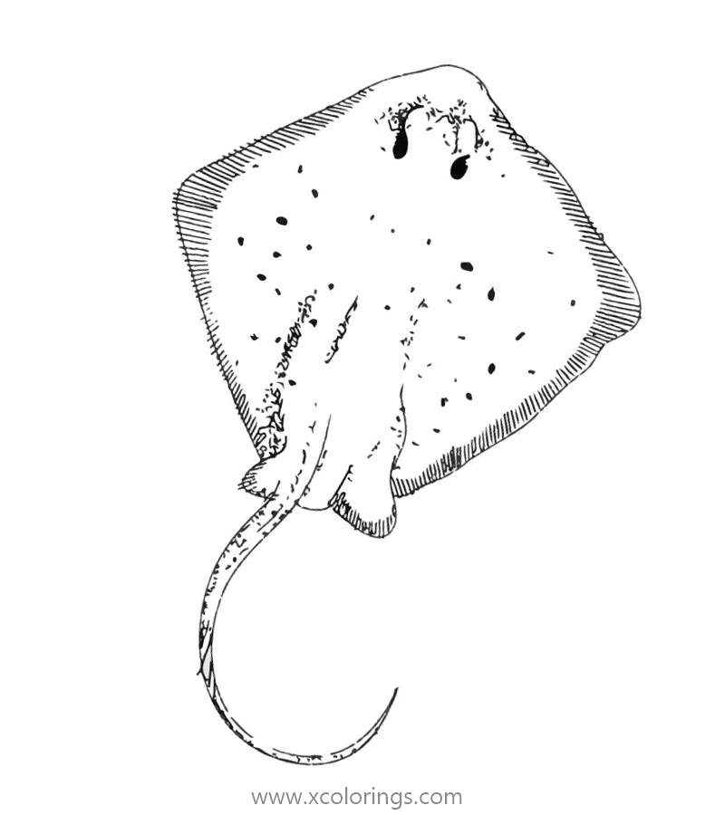 Free Bluespotted Stingray Coloring Pages printable