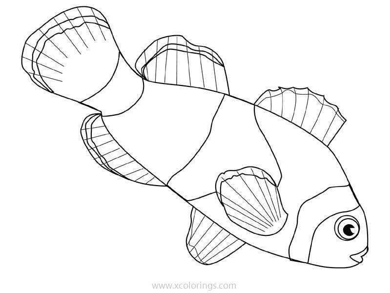 Free Clown Fish Coloring Pages Realistic Drawing printable