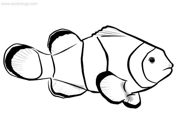 Free Clownfish Coloring Pages Sketch printable