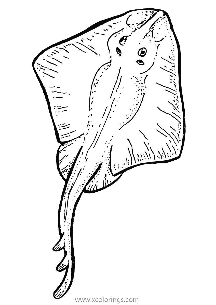 Free Common Stingray Coloring Pages printable