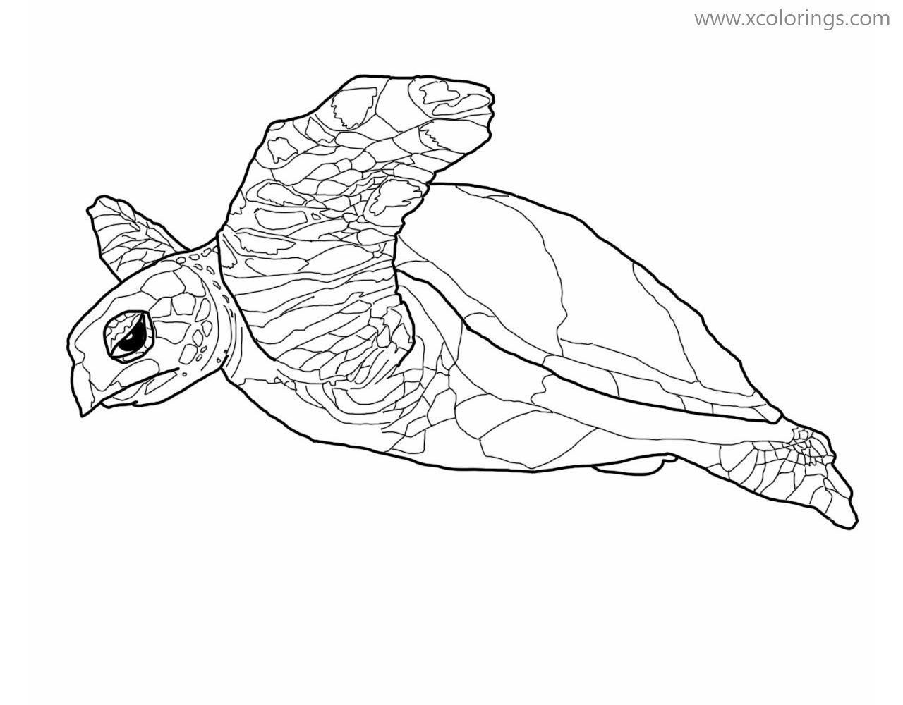 Free Detailed Sea Turtle Coloring Pages printable