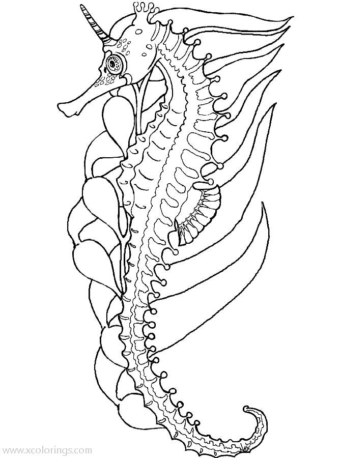 Free Detailed Seahorse Coloring Pages printable