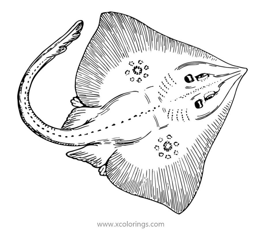 Free Detailed Stingray Coloring Pages for Adults printable