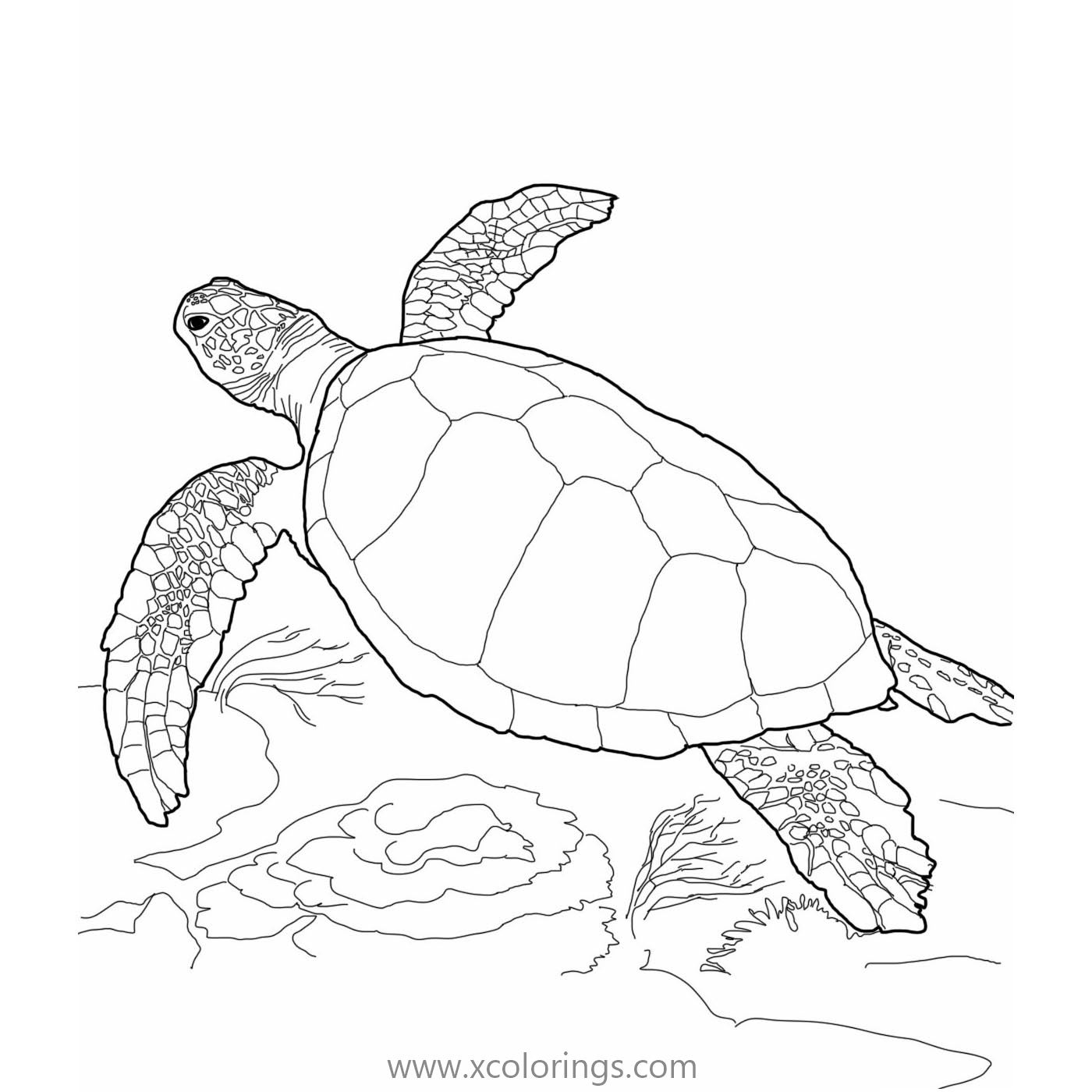 32 Coloriage Green Sea Turtle Coloriages Green Sea Turtle Coloriages ...