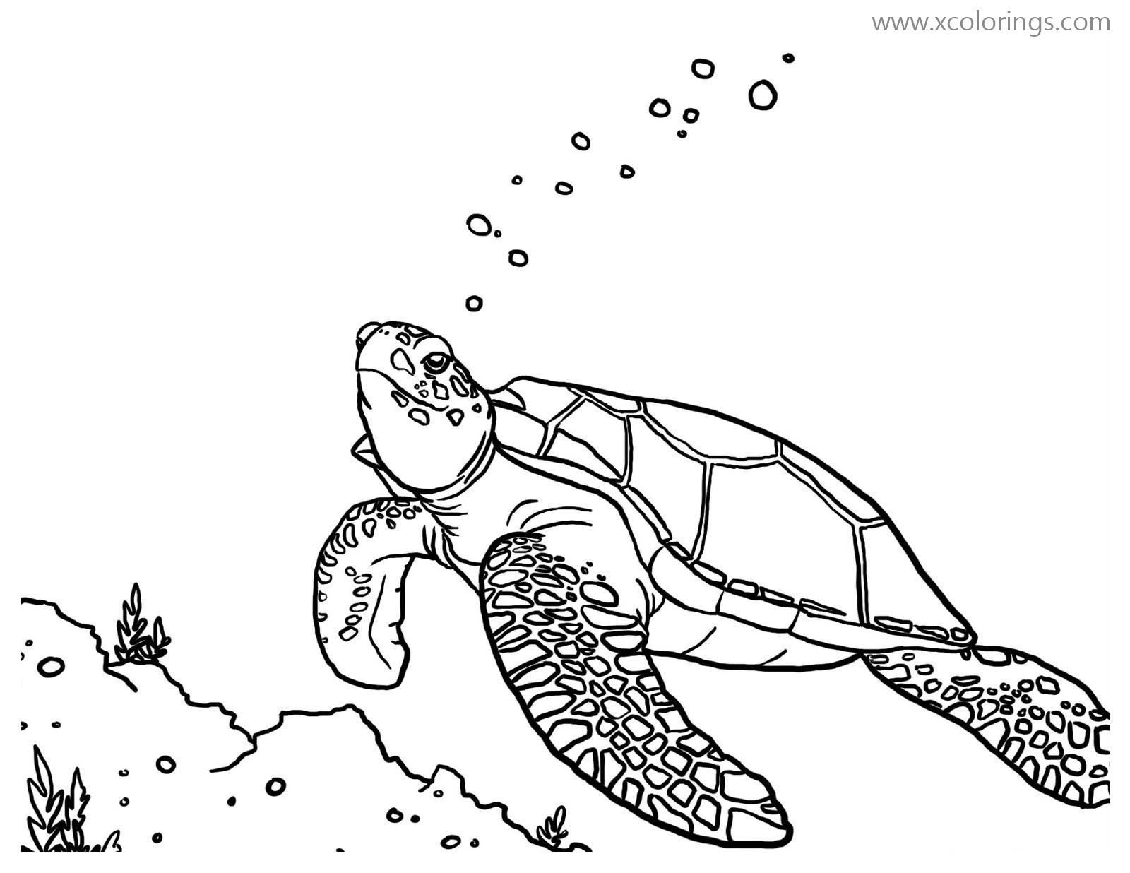 Free Green Sea Turtle Swimming Coloring Pages printable