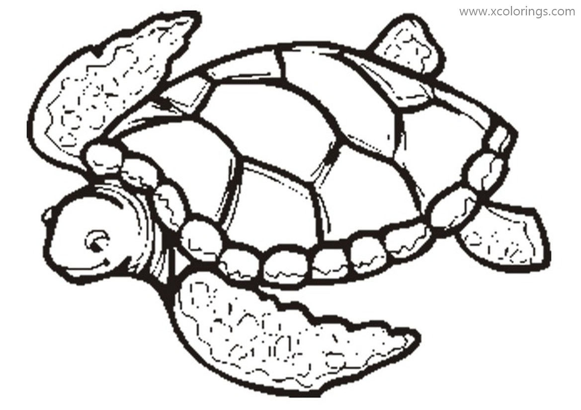 Free Hawksbill Sea Turtle Coloring Pages printable