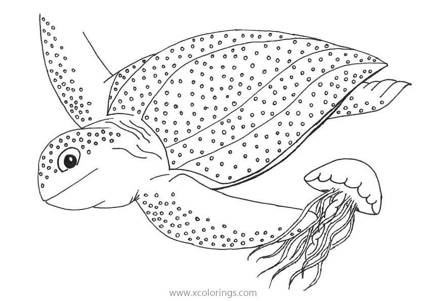 Free Jellyfish and Leatherback Sea Turtle Coloring Pages printable