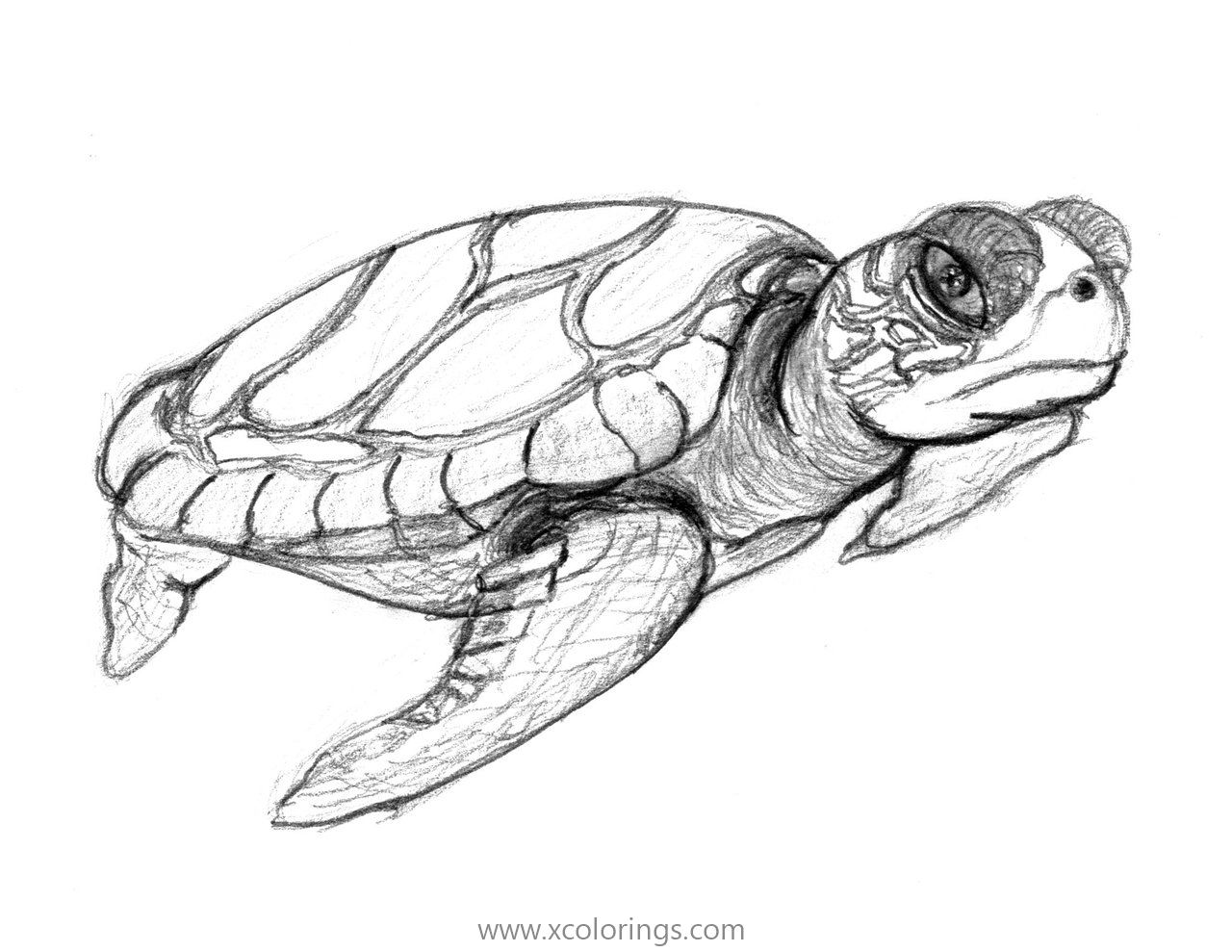 Free Loggerhead Sea Turtle Coloring Pages printable