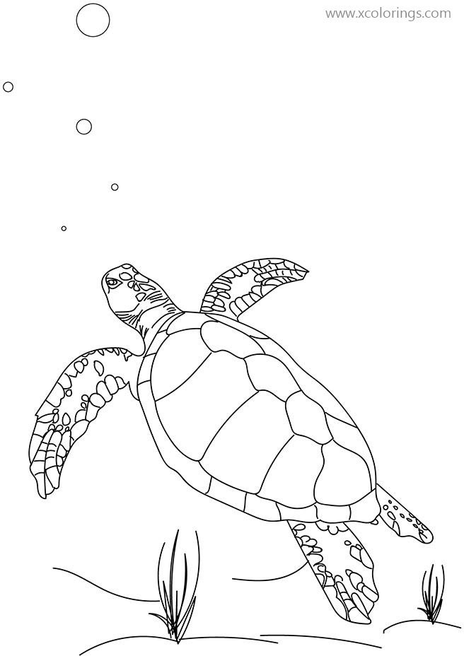 Free Ocean Creatures Sea Turtle Coloring Pages printable