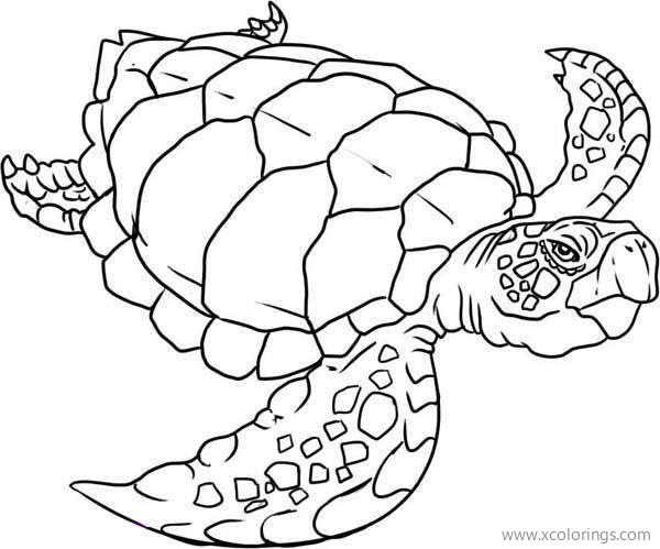 Free Old Sea Turtle Coloring Pages printable