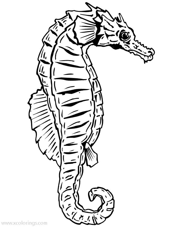 Free Real Seahorse Coloring Pages printable