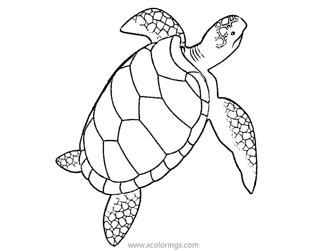 Free Sea Turtle Coloring Pages Sea Life Activity printable