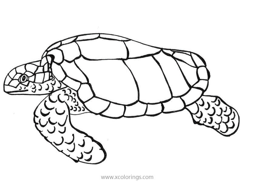 Free Sea Turtle Coloring Pages for Science Activity printable