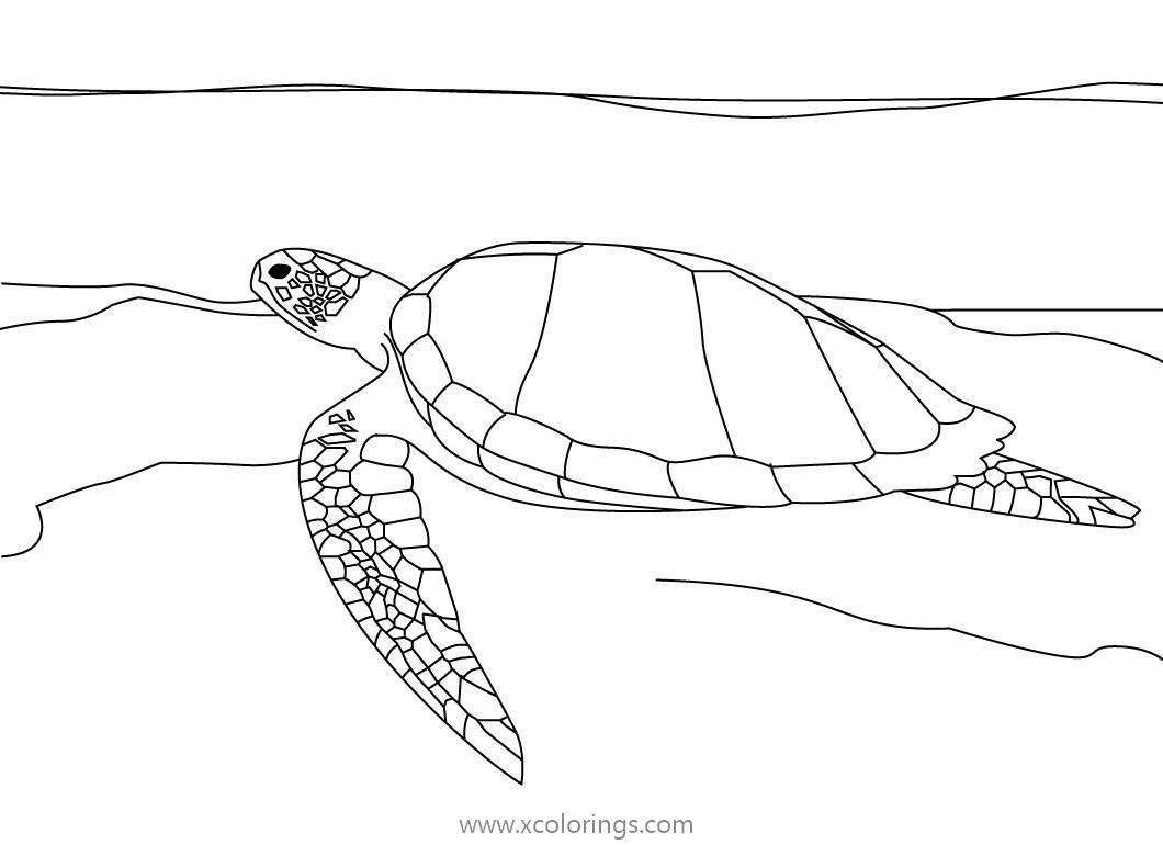 Free Sea Turtle Goes to the Sea Coloring Pages printable