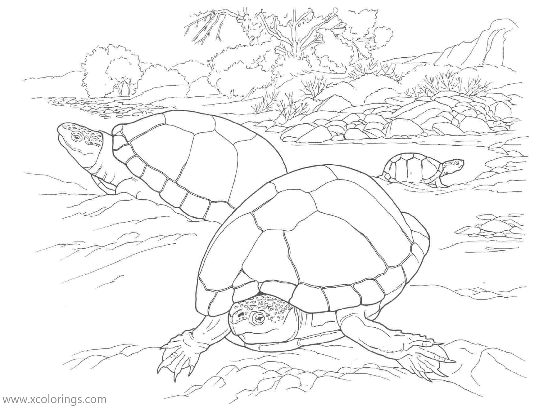 Free Sea Turtle On the Beach Coloring Pages printable