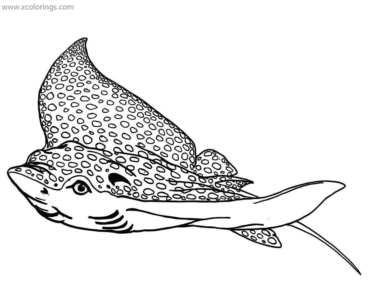 Free Spotted Stingray Coloring Pages printable