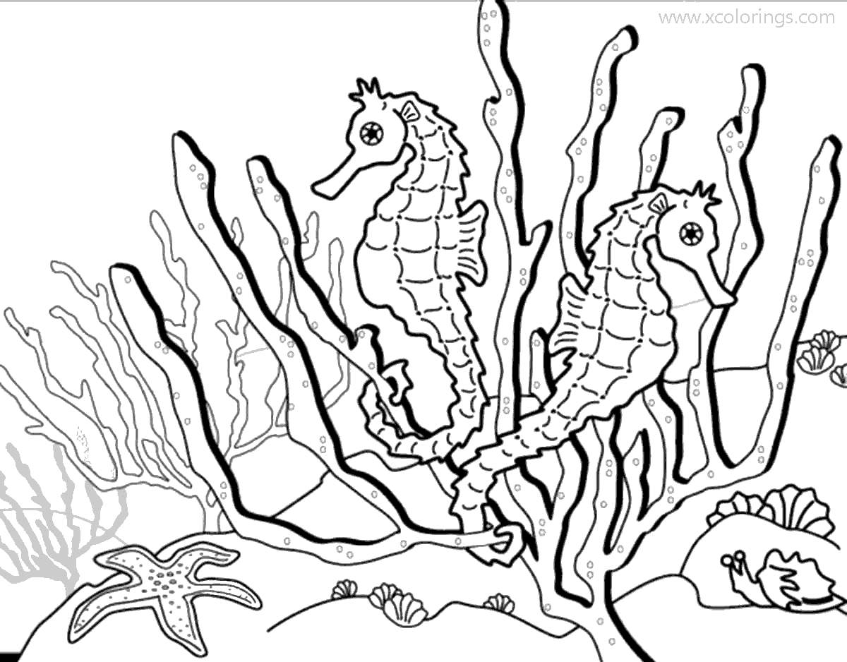 Free Starfish and Two Seahorses Coloring Pages printable