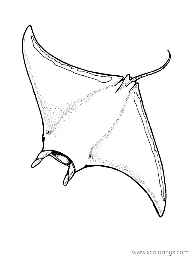 Free Stingray Coloring Pages Giant Oceanic Manta Ray printable