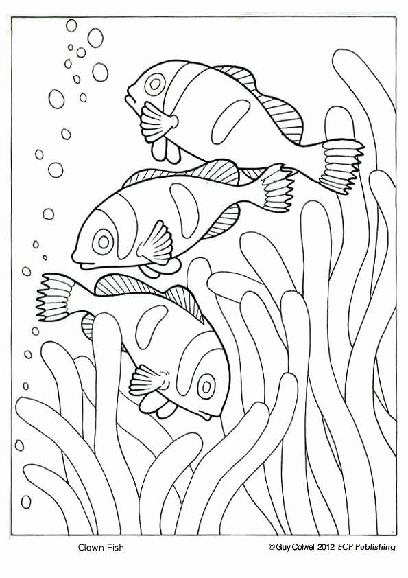 Free Teardrop Clownfish Coloring Pages printable