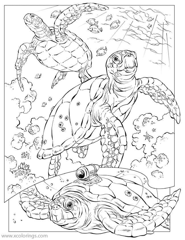 Free Three Sea Turtles Coloring Pages printable