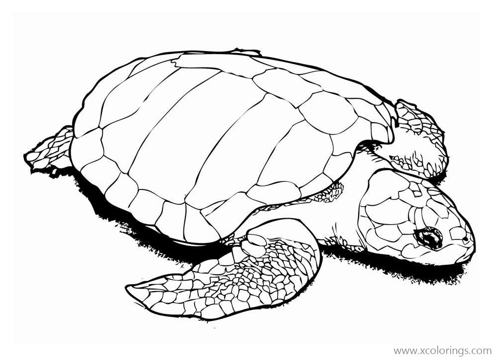 Free Realistic Sea Turtle Coloring Sheet