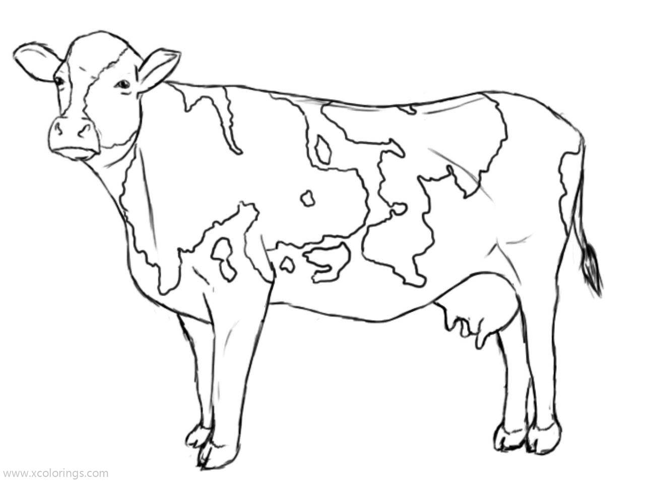 Free Ayrshire Cow Coloring Page printable