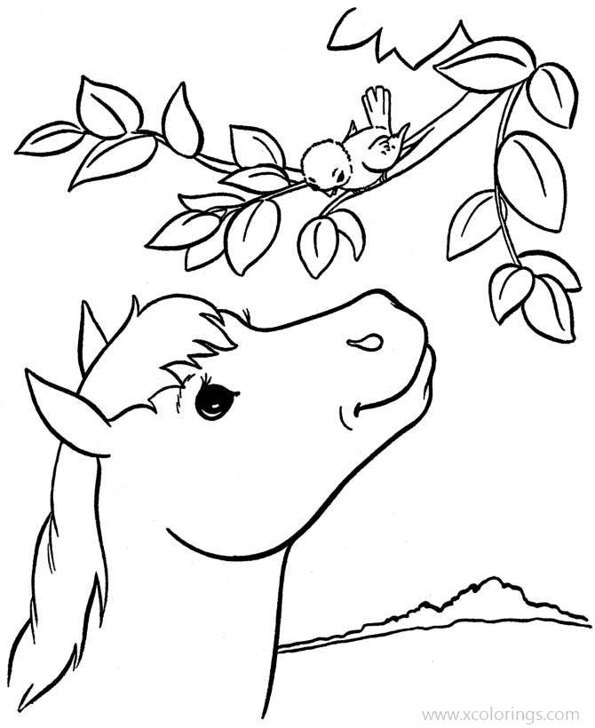 Free Baby Horse and Bird Coloring Pages printable