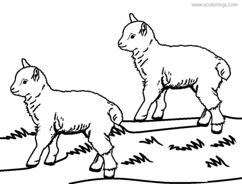 Free Baby Ruminant Animals Sheep Coloring Page printable