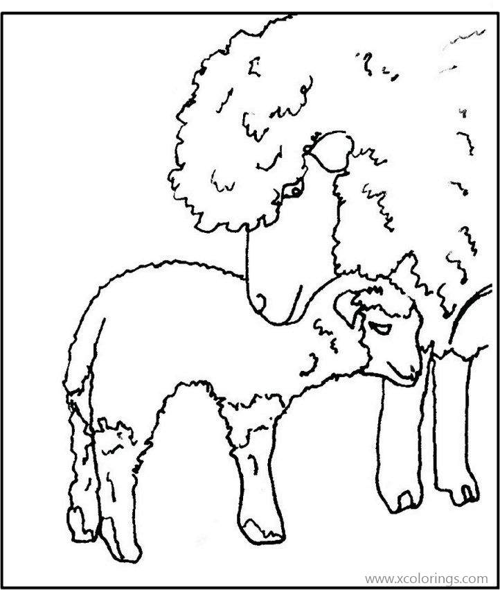 Free Baby Sheep was Born Coloring Pages printable