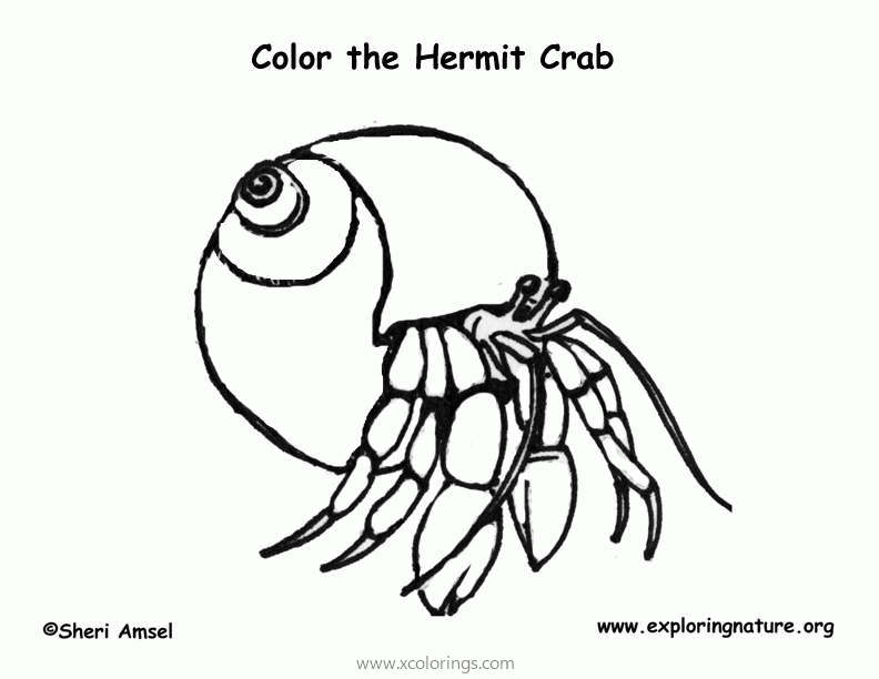 Free Beach Animals Hermit Crab Coloring Page printable