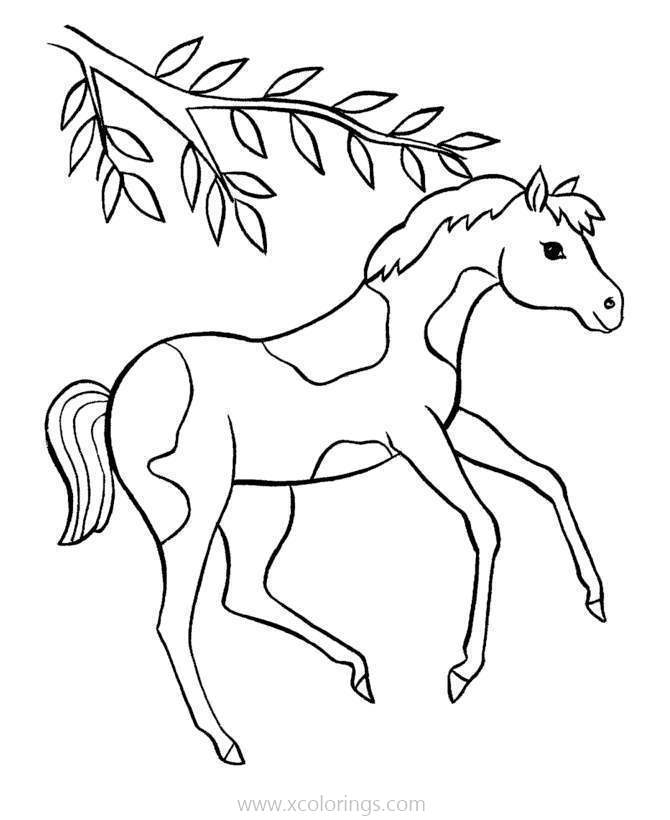 Free Beautiful Baby Horse Coloring Pages printable