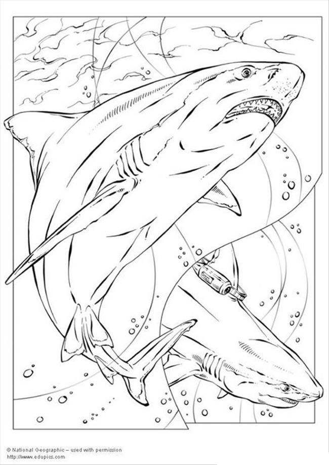 Free Bull Shark Coloring Pages printable