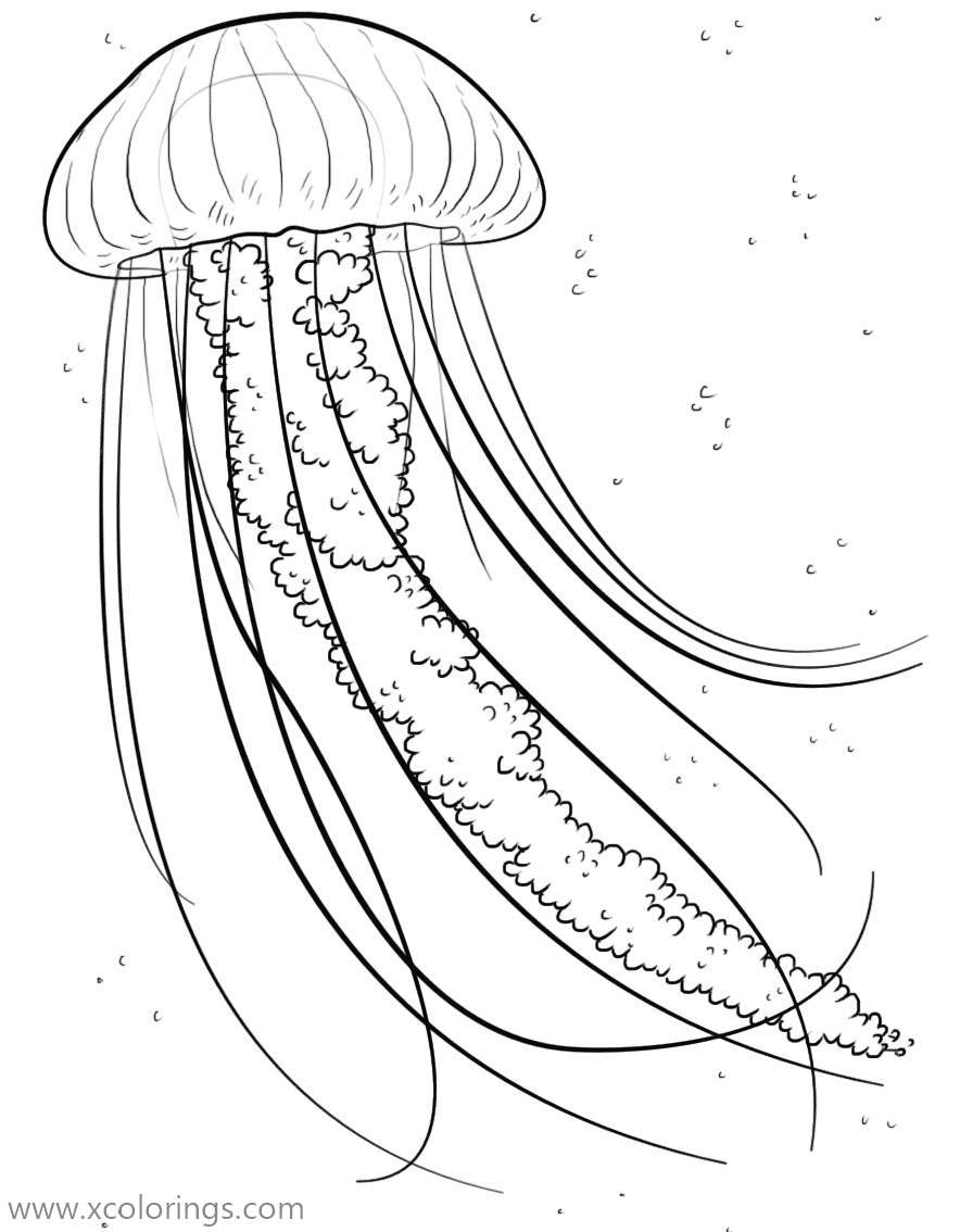Free Chrysaora Hysoscella Jellyfish Coloring Pages printable