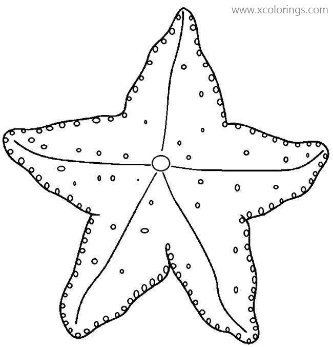 Free Common Starfish Coloring Pages printable