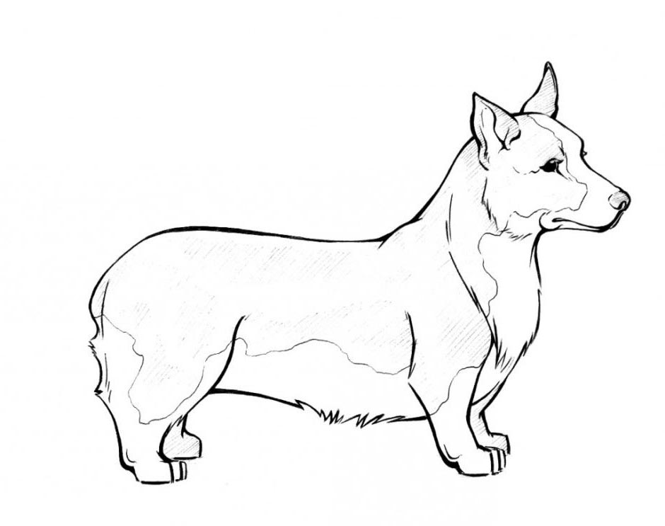 Free Corgi Coloring Pages Realistic Drawing printable