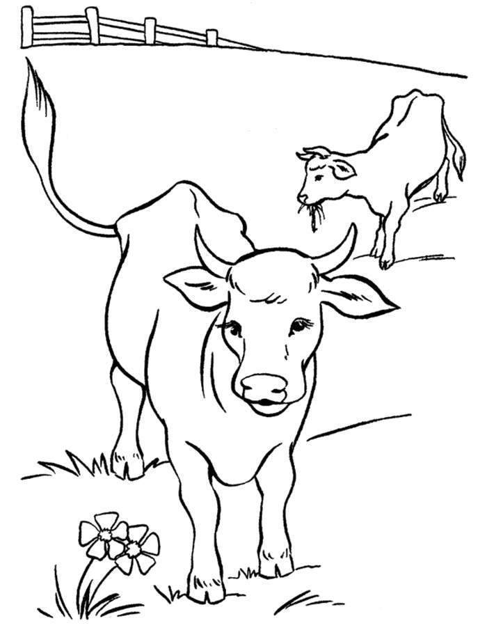 Free Cow from Farm Coloring Pages printable