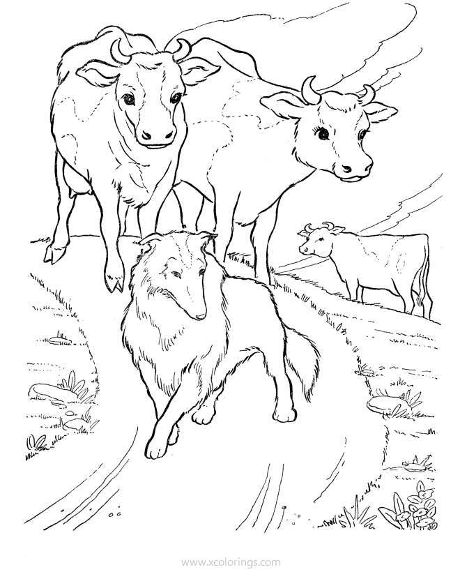 Free Cows and Dogs Coloring Pages printable