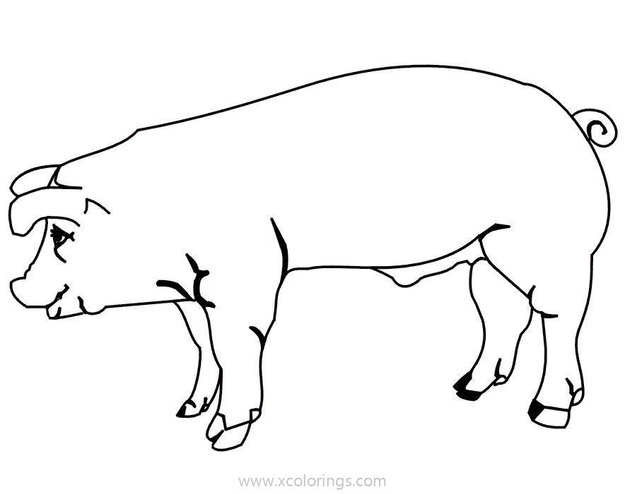 Free Female Pig Coloring Pages printable