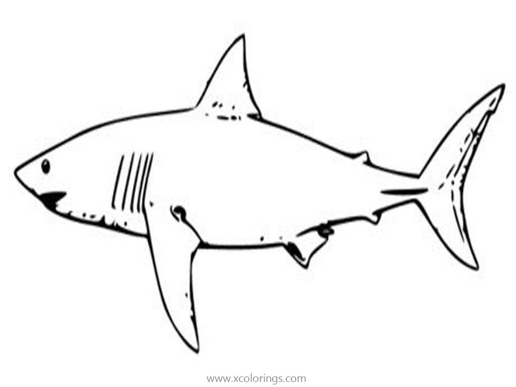 Free Great White Shark Can Be Dangerous Coloring Pages printable
