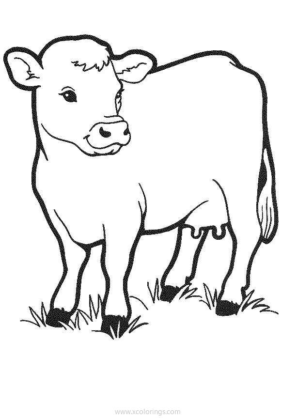 Free Hereford Cow Coloring Pages printable