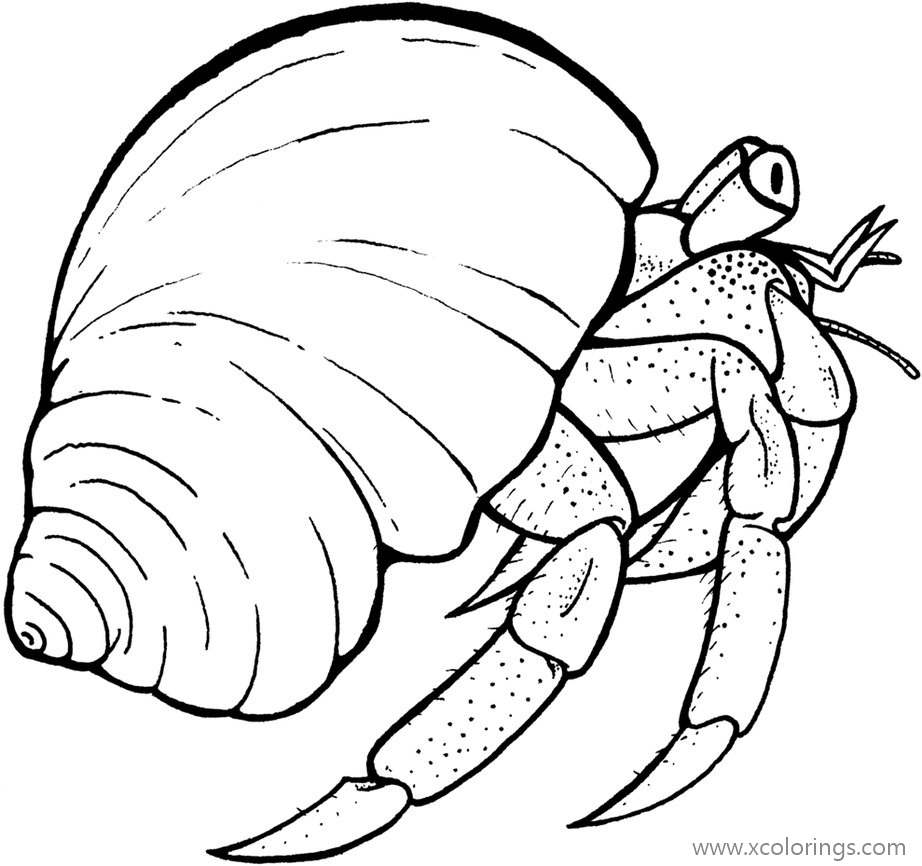 Free Hermit Crab Coloring Page with Big Shell printable